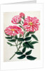 Rosa Gallica by Anonymous