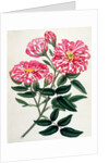 Rosa Gallica by Anonymous