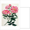 Rosa Gallica by Anonymous