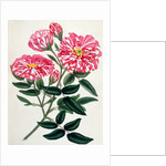 Rosa Gallica by Anonymous
