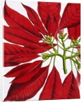 Poinsettia Pulcherrima. London, England, 1873 by Anonymous