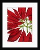 Poinsettia Pulcherrima. London, England, 1873 by Anonymous