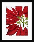 Poinsettia Pulcherrima. London, England, 1873 by Anonymous