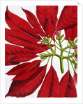 Poinsettia Pulcherrima. London, England, 1873 by Anonymous