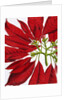 Poinsettia Pulcherrima. London, England, 1873 by Anonymous