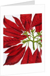 Poinsettia Pulcherrima. London, England, 1873 by Anonymous