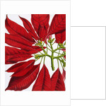 Poinsettia Pulcherrima. London, England, 1873 by Anonymous