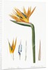 Plate on P.66 from Les Liliacees Vol.2 Strelitzia Reginae by Anonymous