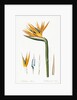 Plate on P.66 from Les Liliacees Vol.2 Strelitzia Reginae by Anonymous