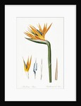 Plate on P.66 from Les Liliacees Vol.2 Strelitzia Reginae by Anonymous