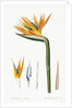 Plate on P.66 from Les Liliacees Vol.2 Strelitzia Reginae by Anonymous