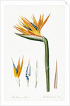 Plate on P.66 from Les Liliacees Vol.2 Strelitzia Reginae by Anonymous