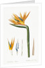 Plate on P.66 from Les Liliacees Vol.2 Strelitzia Reginae by Anonymous