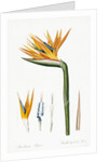 Plate on P.66 from Les Liliacees Vol.2 Strelitzia Reginae by Anonymous