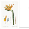 Plate on P.66 from Les Liliacees Vol.2 Strelitzia Reginae by Anonymous