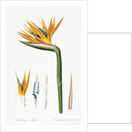 Plate on P.66 from Les Liliacees Vol.2 Strelitzia Reginae by Anonymous