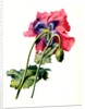 Papaver by Anonymous