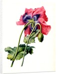 Papaver by Anonymous