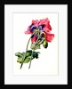 Papaver by Anonymous