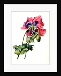 Papaver by Anonymous