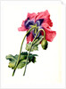 Papaver by Anonymous