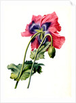 Papaver by Anonymous
