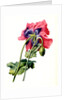 Papaver by Anonymous