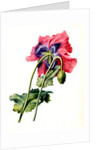 Papaver by Anonymous