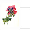 Papaver by Anonymous