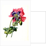 Papaver by Anonymous