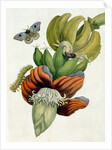 Banana Flower by Anonymous