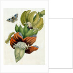 Banana Flower by Anonymous