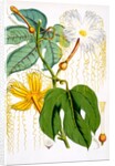Hodgsonia Hetesodita by Anonymous