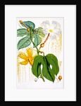 Hodgsonia Hetesodita by Anonymous