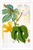 Hodgsonia Hetesodita by Anonymous