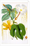 Hodgsonia Hetesodita by Anonymous