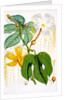 Hodgsonia Hetesodita by Anonymous