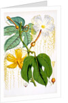 Hodgsonia Hetesodita by Anonymous