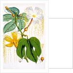 Hodgsonia Hetesodita by Anonymous