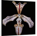 Orchid Hair Ornament by Philippe Wolfers