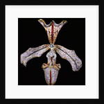 Orchid Hair Ornament by Philippe Wolfers