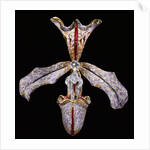 Orchid Hair Ornament by Philippe Wolfers