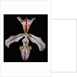 Orchid Hair Ornament by Philippe Wolfers