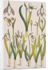 Snowdrops by Eugene Samuel Grasset