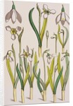 Snowdrops by Eugene Samuel Grasset