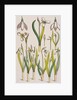 Snowdrops by Eugene Samuel Grasset