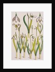 Snowdrops by Eugene Samuel Grasset