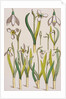 Snowdrops by Eugene Samuel Grasset