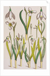 Snowdrops by Eugene Samuel Grasset