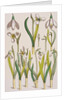Snowdrops by Eugene Samuel Grasset